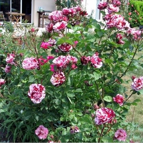 Krémová s fialovočervenými pásikmi - Stromkové ruže,  kvety kvitnú v skupinkáchstromková ruža s kríkovitou tvarou koruny